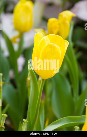 Yellow tulip flower in garden Banque D'Images