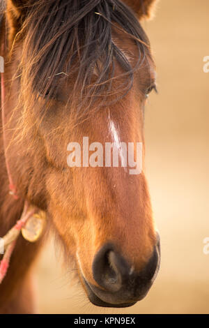 Wild Horse Face Portrait du Bureau de la gestion de l'Oregon Banque D'Images