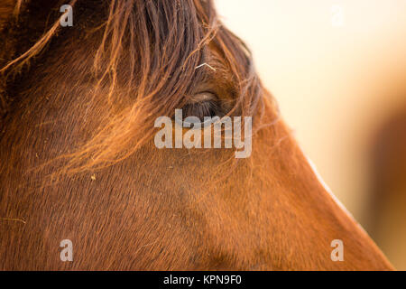 Wild Horse Face Portrait du Bureau de la gestion de l'Oregon Banque D'Images