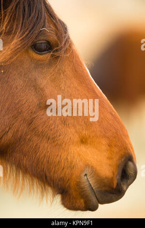 Wild Horse Face Portrait du Bureau de la gestion de l'Oregon Banque D'Images