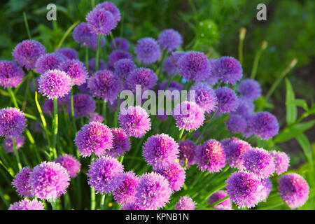 Belles fleurs de ciboulette Ciboulette .plantes en pleine floraison. Libre avec des dof. Selective focus sur les plus proches de l'oranger. Banque D'Images