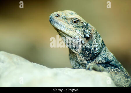 Libre de Lizard Banque D'Images