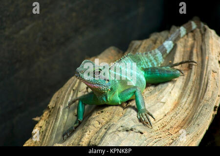 Lézard au repos Banque D'Images