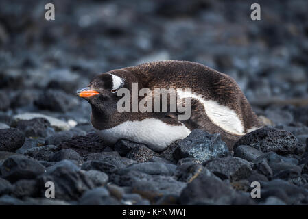 Gentoo pingouin allongé sur la plage de rochers noirs Banque D'Images