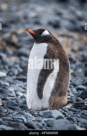 Gentoo pingouin debout sur la plage de galets gris Banque D'Images