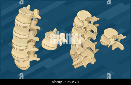 Les os de la colonne vertébrale de l'isométrique télévision Banque D'Images