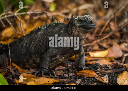 Iguane marin parmi les feuilles mortes sous les buissons Banque D'Images