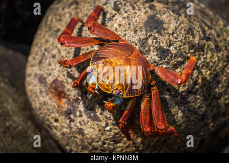 Sally Lightfoot crab sur rock tacheté de brun Banque D'Images