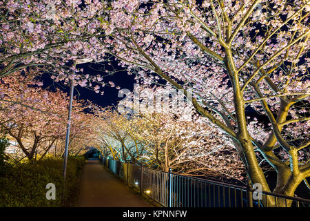 Arbre Sakura Kawazu dans la nuit Banque D'Images