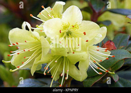 La princesse Anne Rhododendron Banque D'Images