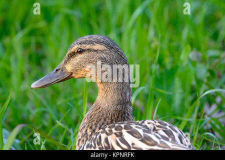 Canard colvert femelle confiant avec un fond vert Fo sélective Banque D'Images