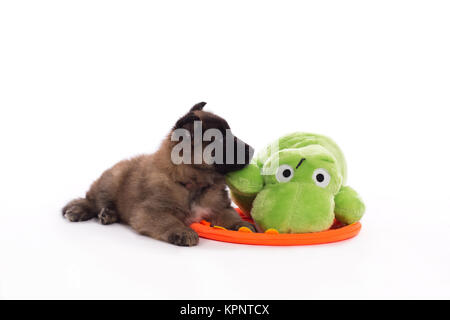 Chiot Berger Belge Tervuren avec toy vert, blanc fond studio Banque D'Images