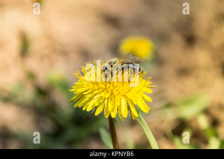 Le travailleur abeille sur fleur jaune Banque D'Images