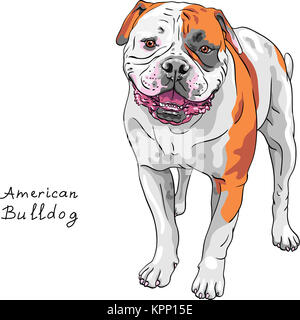 Croquis vecteur américain chien Bulldog breed Banque D'Images