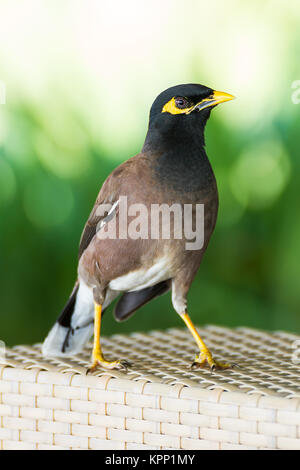 Oiseaux communs myna hill Banque D'Images