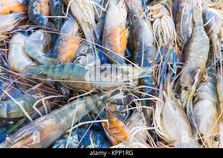 Crevettes crevettes fraîches sur le marché Banque D'Images