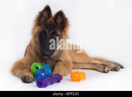 Berger Belge Tervueren chiot avec jouets, white background studio Banque D'Images