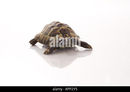 Tortue de terre grecque, Testudo hermanni, marbre brillant, blanc fond studio Banque D'Images