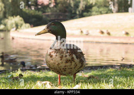 Le canard sauvage, close-up Banque D'Images