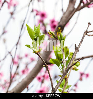 Les jeunes feuilles vertes de Peach Tree in spring Banque D'Images