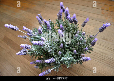 L'usine de lavande en pleine floraison contre bois rustique Banque D'Images