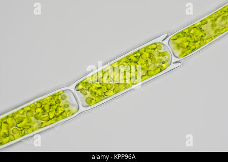 Champ lumineux photomicrographie de cellules d'algues filamenteuses, illustré est d'environ 170 micromètres de large Banque D'Images