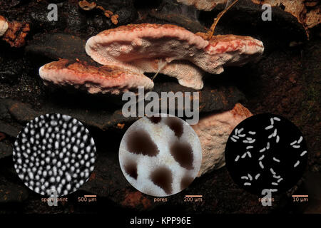 Rosy conk (Fomitopsis cajanderi, synonymes Fomitopsis subrosea et Fomes subrosea) avec les micrographies de la sporée, pores, et les spores individuelles Banque D'Images