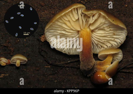 Colybie a pied velouté (champignons) croissant sur un journal avec dark field light micrograph de ses spores Banque D'Images