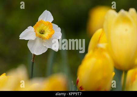 Daffadil tulipe jaune blanc chemise d'arrière-plan Banque D'Images
