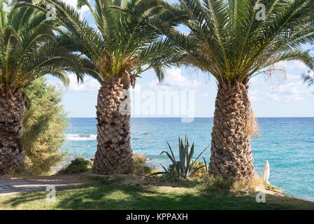 Grandes, épaisses de palmiers sur la plage. L'île de Crète, Grèce. Banque D'Images