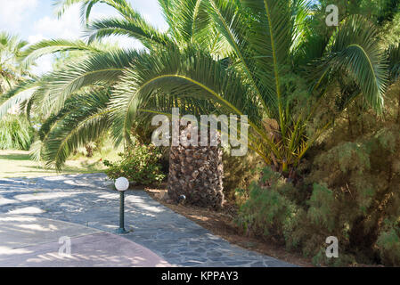 Grandes, épaisses de palmiers sur la plage. L'île de Crète, Grèce. Banque D'Images