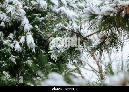 Hiver gel. L'hiver, hiver. un dépôt de petits cristaux de glace blanche formée sur le terrain ou d'autres surfaces lorsque la température devient inférieure à Banque D'Images