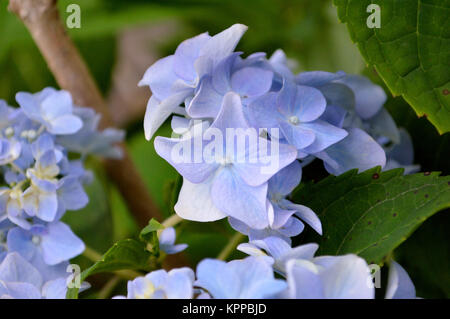 Hortensia en fleurs gros plan Bush Banque D'Images