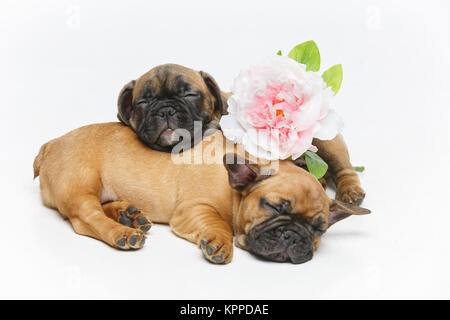 Deux magnifiques chiots bouledogue français Banque D'Images