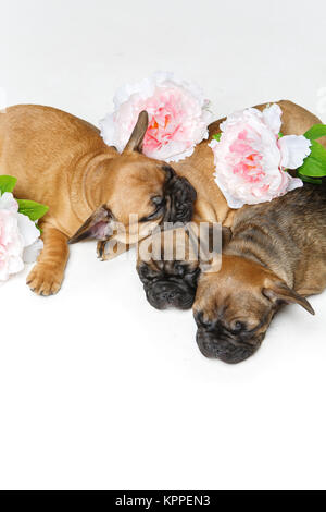 Trois magnifiques chiots bouledogue français Banque D'Images
