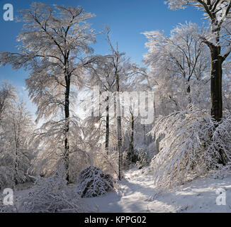 Bois de hêtre dans la neige dans les Cotswolds Banque D'Images