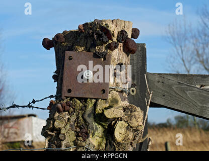 Witches' noir Beurre, champignon, Exidia glandulosa, Exidia truncata, la fructification sur la vieille barrière, Lancashire, UK Banque D'Images