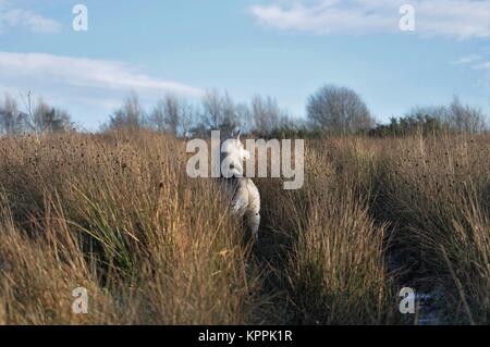 Husky Sibérien à wildeness chien gris argent Banque D'Images