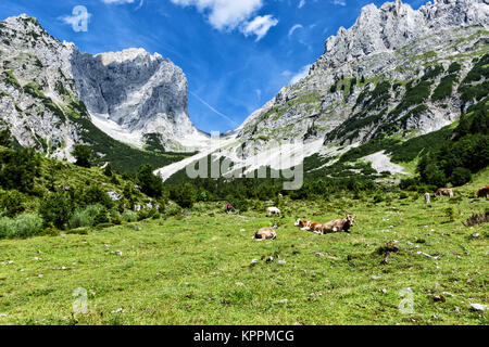 Vaches qui paissent dans les pâturages de haute montagne dans les Alpes. Autriche, Tyrol, la chaîne de montagnes Wilder Kaiser Banque D'Images