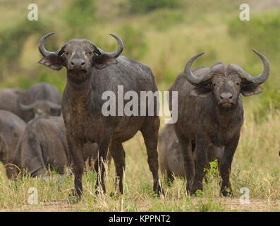 Libre de Buffalo (nom scientifique : Syncerus caffer ou 'Nyati ou Mbogo' en Swaheli) dans le parc national de Tarangire, Tanzanie Banque D'Images