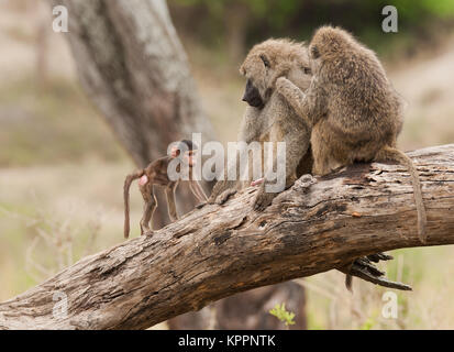 Libre de babouins Olive (nom scientifique : papio anubis, ou Nyani dans Swaheli) image prise sur Safari situé dans le parc national de Tarangire, Tanzanie Banque D'Images