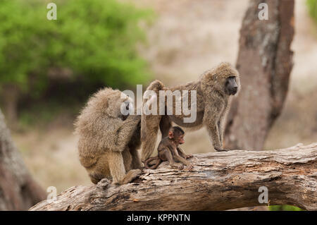 Libre de babouins Olive (nom scientifique : papio anubis, ou Nyani dans Swaheli) image prise sur Safari situé dans le parc national de Tarangire dans l'Est Banque D'Images