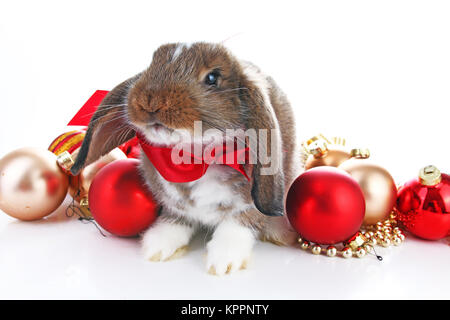 Les animaux de Noël. Mignon lapin de noël. Lapin lapin lop célébrer Noël avec des décorations babiole Noël blanc isolé sur fond de studio. Animal de Noël photo. Banque D'Images