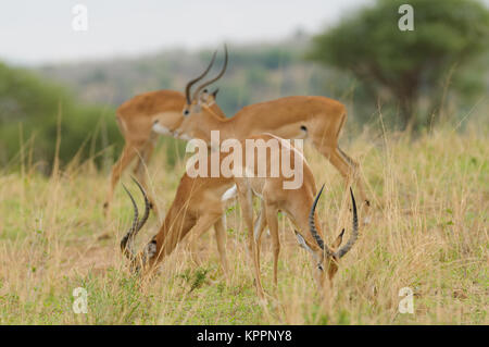 Libre d'Impala (nom scientifique : Aepyceros melampus, ou "wala' pala en Swaheli) image prise sur Safari situé dans le Serengeti/Tarangire, Lake Man Banque D'Images