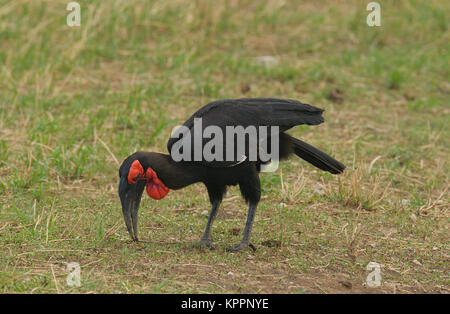 Calao terrestre du sud (Bucorvus leadbeateri) dans Taragire National Park Banque D'Images