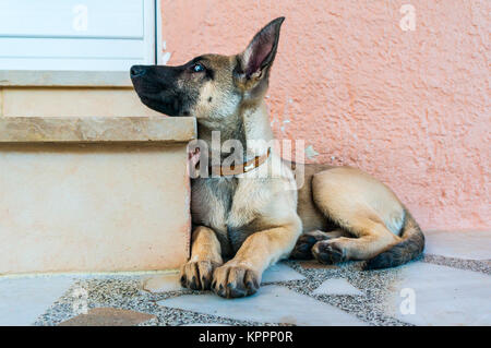 Chien malinois belge Banque D'Images