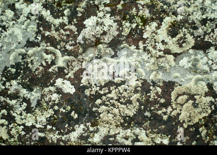 La texture de fond, - surface rugueuse d'un rocher recouvert de plusieurs sortes de lichens Banque D'Images