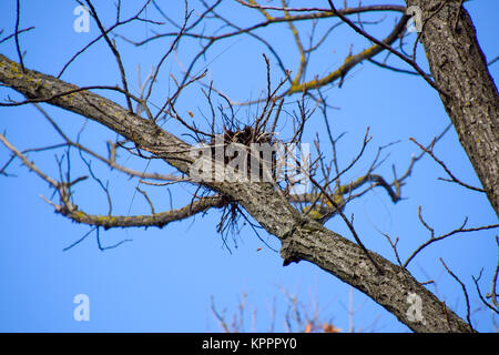 Nids de corbeaux sur les hautes branches des arbres. La fin de l'automne. Nids d'oiseaux. Banque D'Images