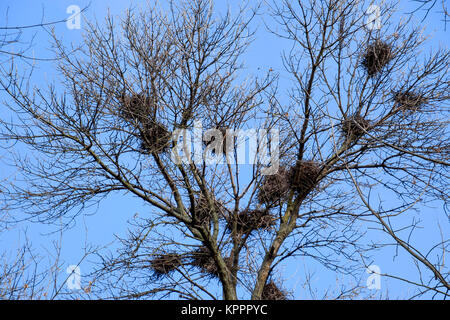 Nids de corbeaux sur les hautes branches des arbres. La fin de l'automne. Nids d'oiseaux. Banque D'Images