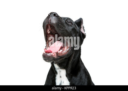 Beau chiot cane corso Banque D'Images